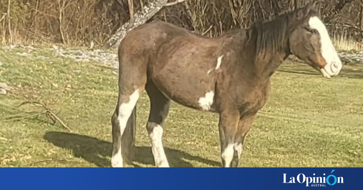 La Justicia de Chubut reconoció como sujeto de derecho no humano a un caballo víctima de maltrato