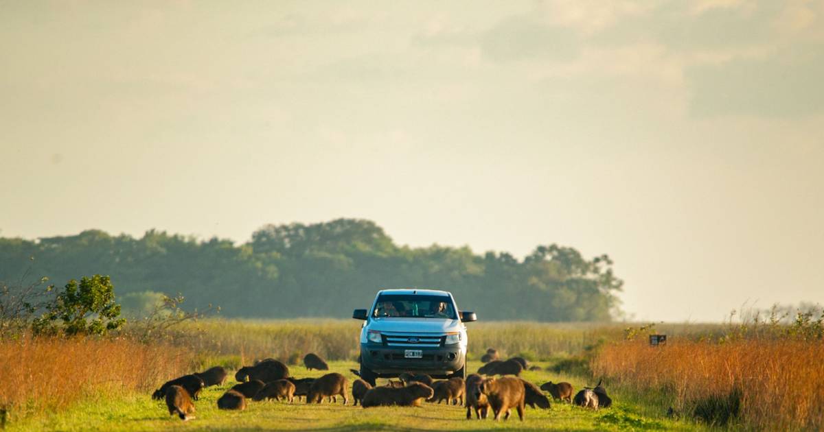 Día Mundial del Medio Ambiente: Iberá, símbolo de conservación y desarrollo en Corrientes