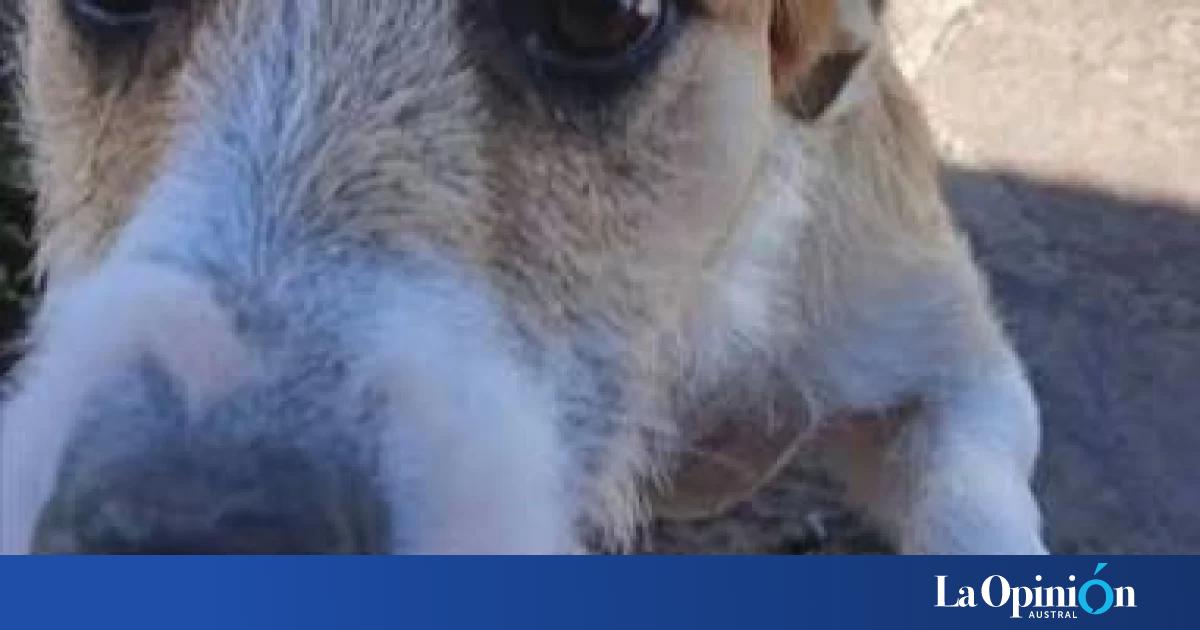 La fiscalía confirmó que "Perejil" fue el perro que atacó y mató a una niña en Playa Magagna