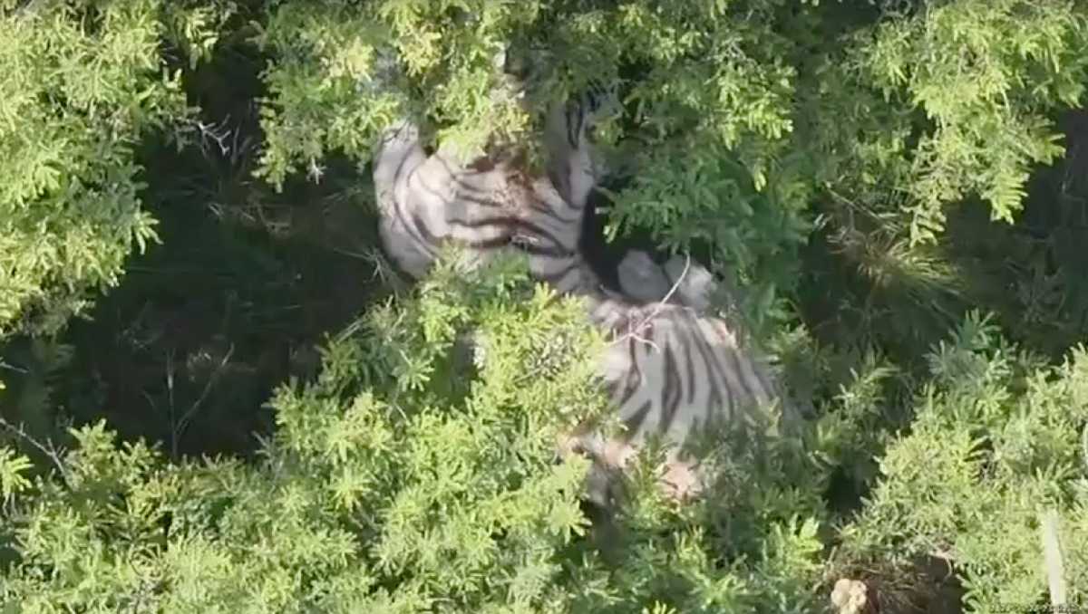 Localizan a tigre de Bengala blanco que se escapó en Tepetlaoxtoc