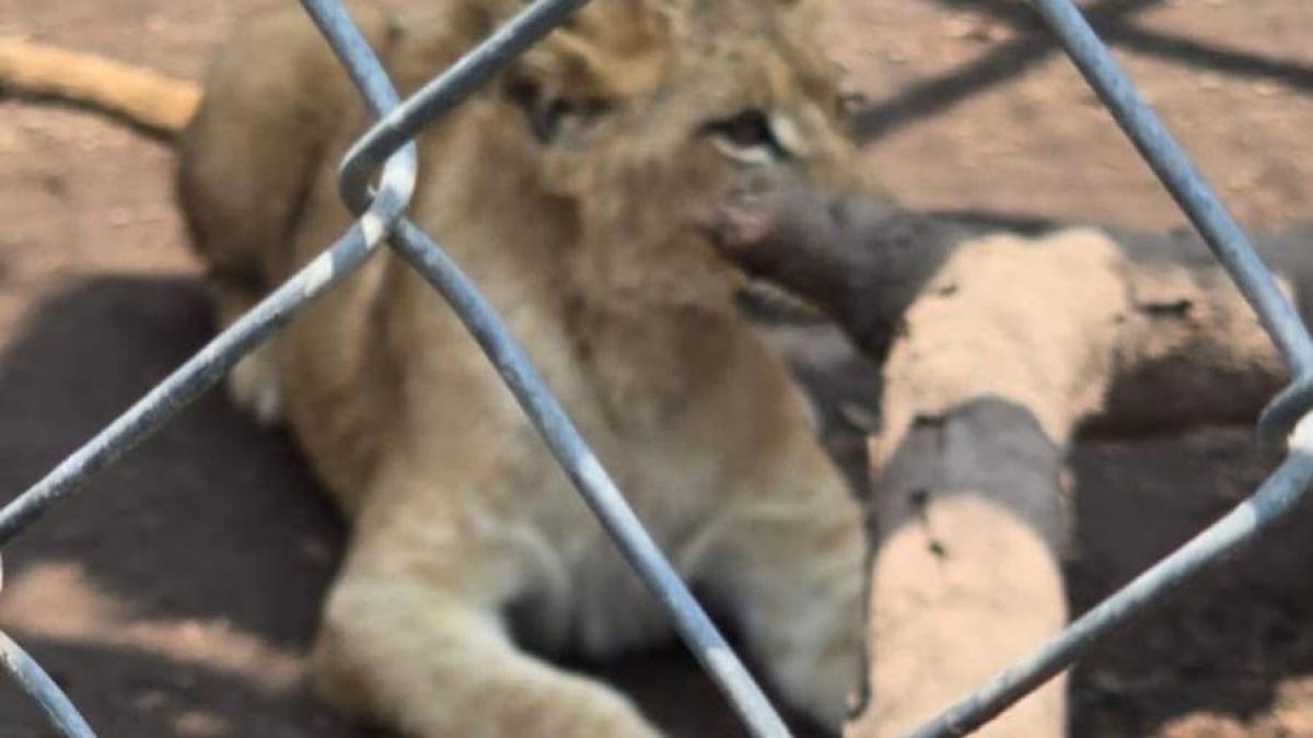 Hallan lémures, pumas, papiones y hasta un león africano en Chalco