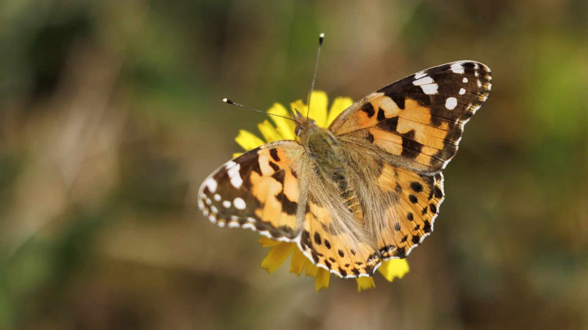 La mariposa cardera inunda España en una migración masiva y sin precedentes: "Vino de África en mayo con una corriente muy cálida"