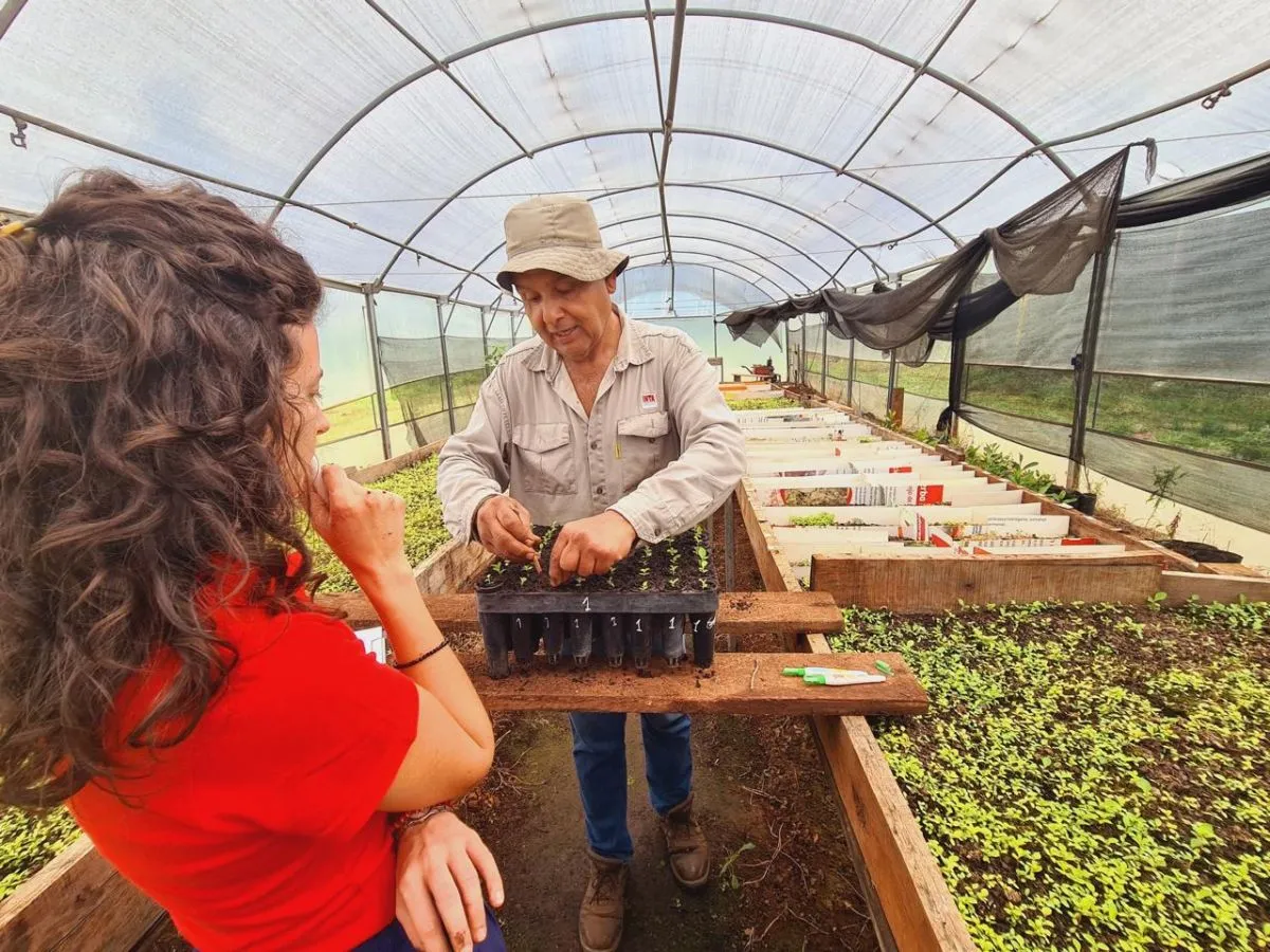 Empresas misioneras evalúan nuevas selecciones genéticas de Inta para la yerba mate del futuro
