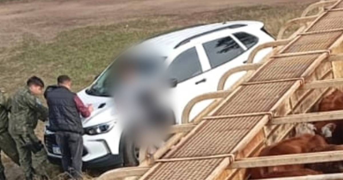 Aplicaron multa millonaria por transporte irregular de hacienda en Corrientes