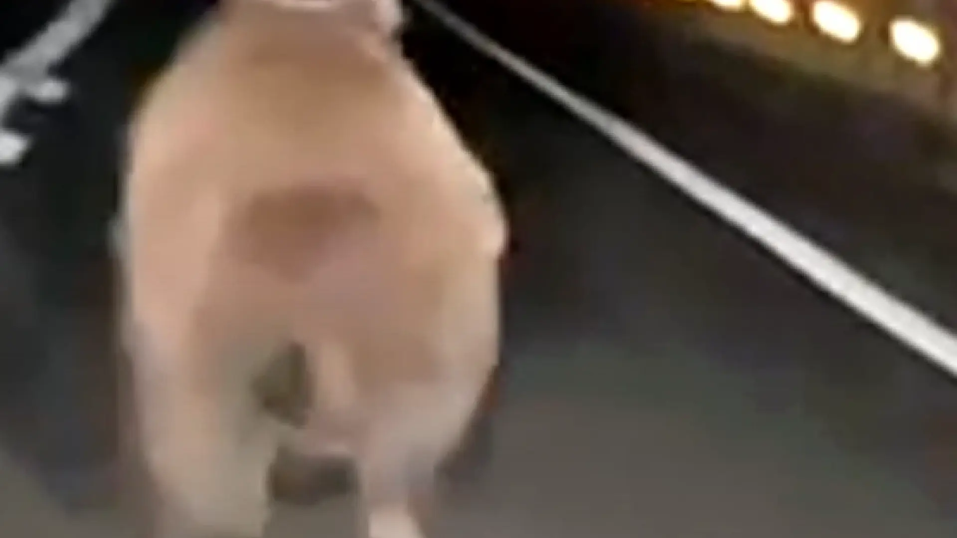 Un conductor graba a un oso pardo corriendo delante de su coche por una carretera de Navarra