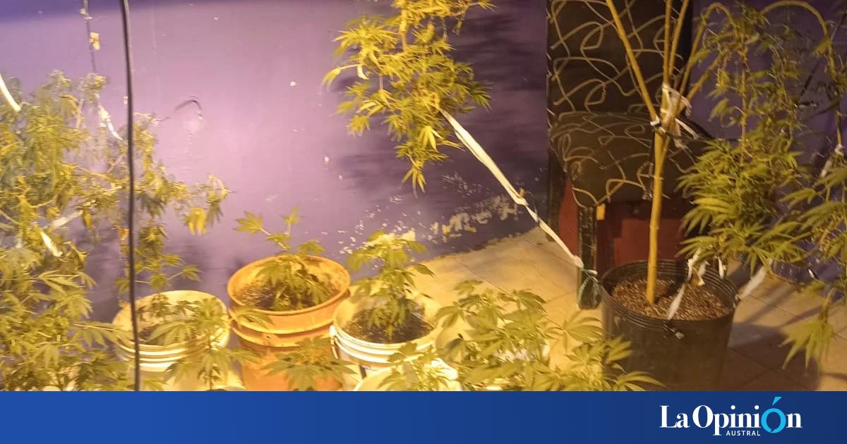 Fueron por un conflicto familiar y descubrieron un invernadero con plantas de marihuana en Río Gallegos