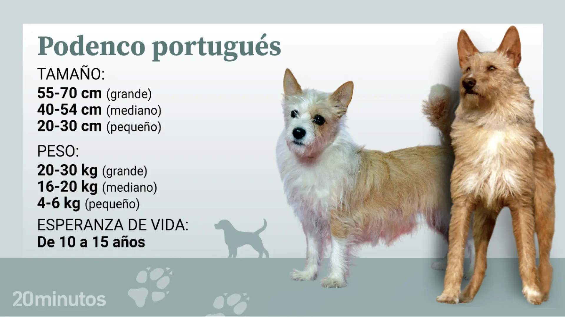 Así es el podenco portugués, una raza con tres tamaños que destaca por su energía y agilidad