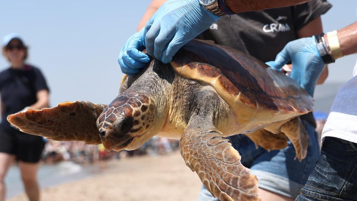 La fundación CRAM libera por primera vez en Castelldefels a cinco tortugas marinas rescatadas