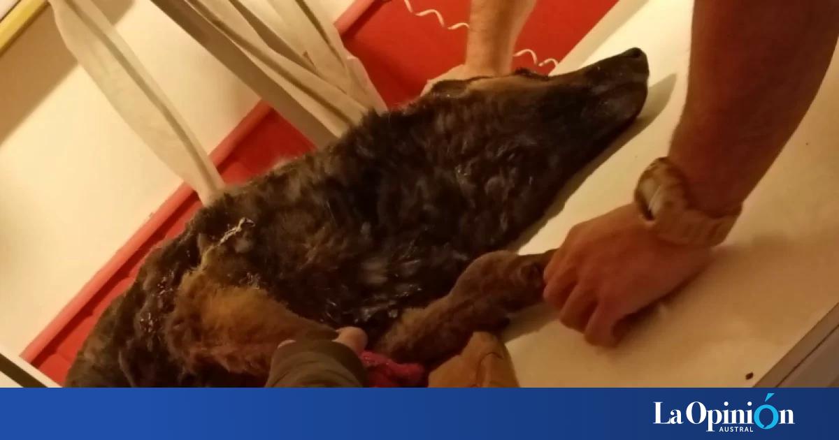 Otro grave caso de maltrato animal en Río Gallegos: una perra quemada y golpeada fue tirada en el basural