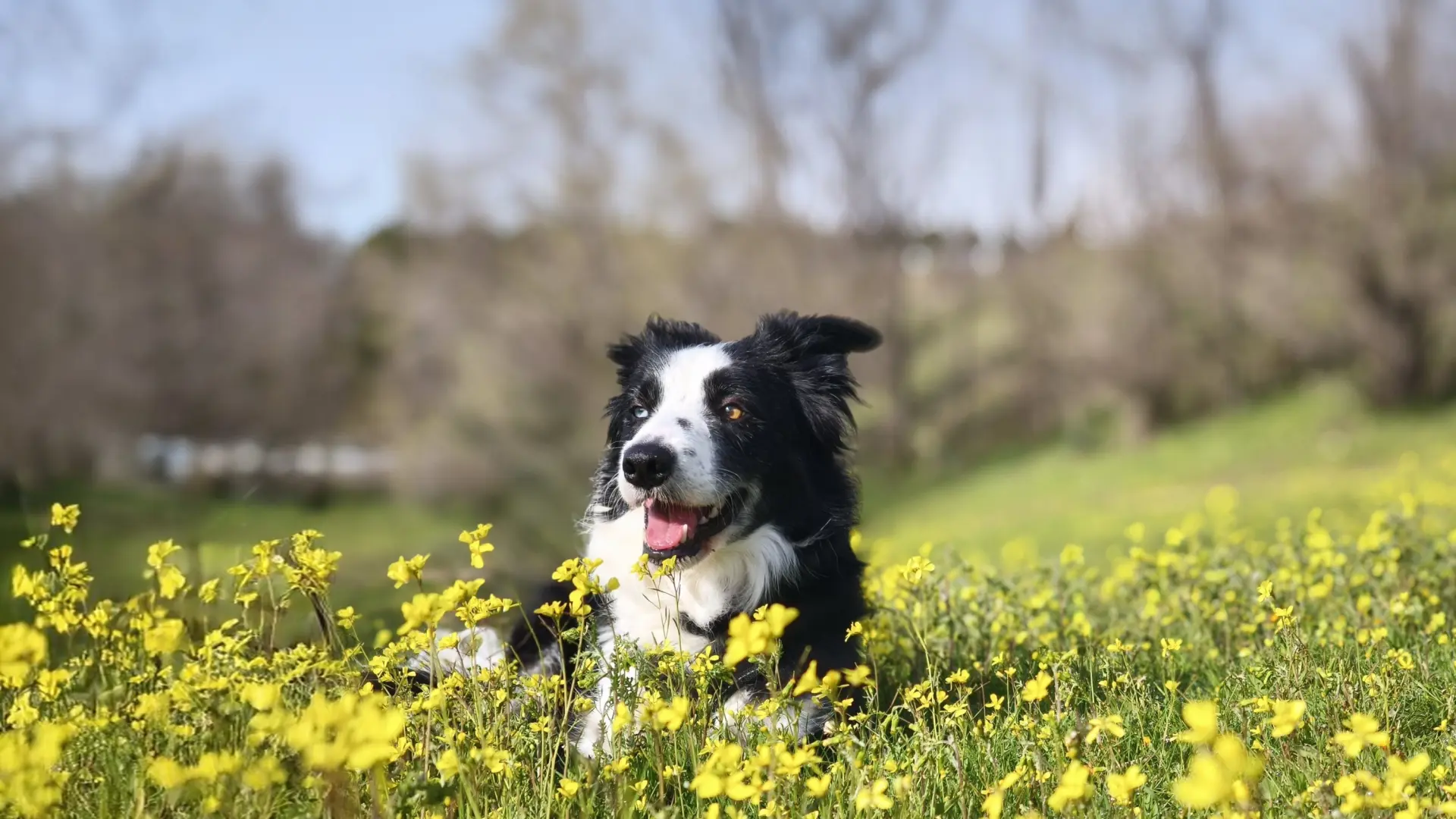 Picores, muda y parásitos: los riesgos para la piel de las mascotas en primavera