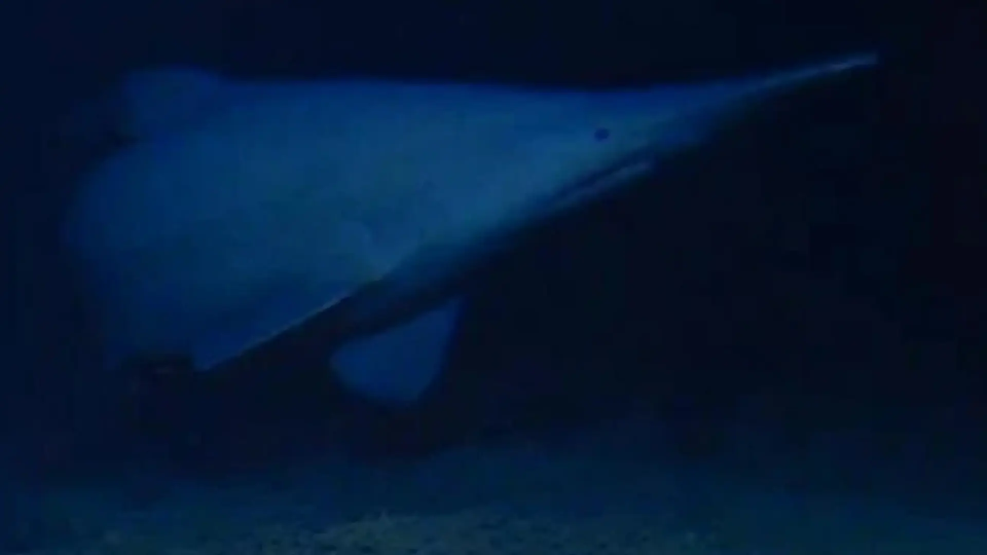Primera imagen del tiburón duende en su hábitat: "El más emblemático de los de aguas profundas"