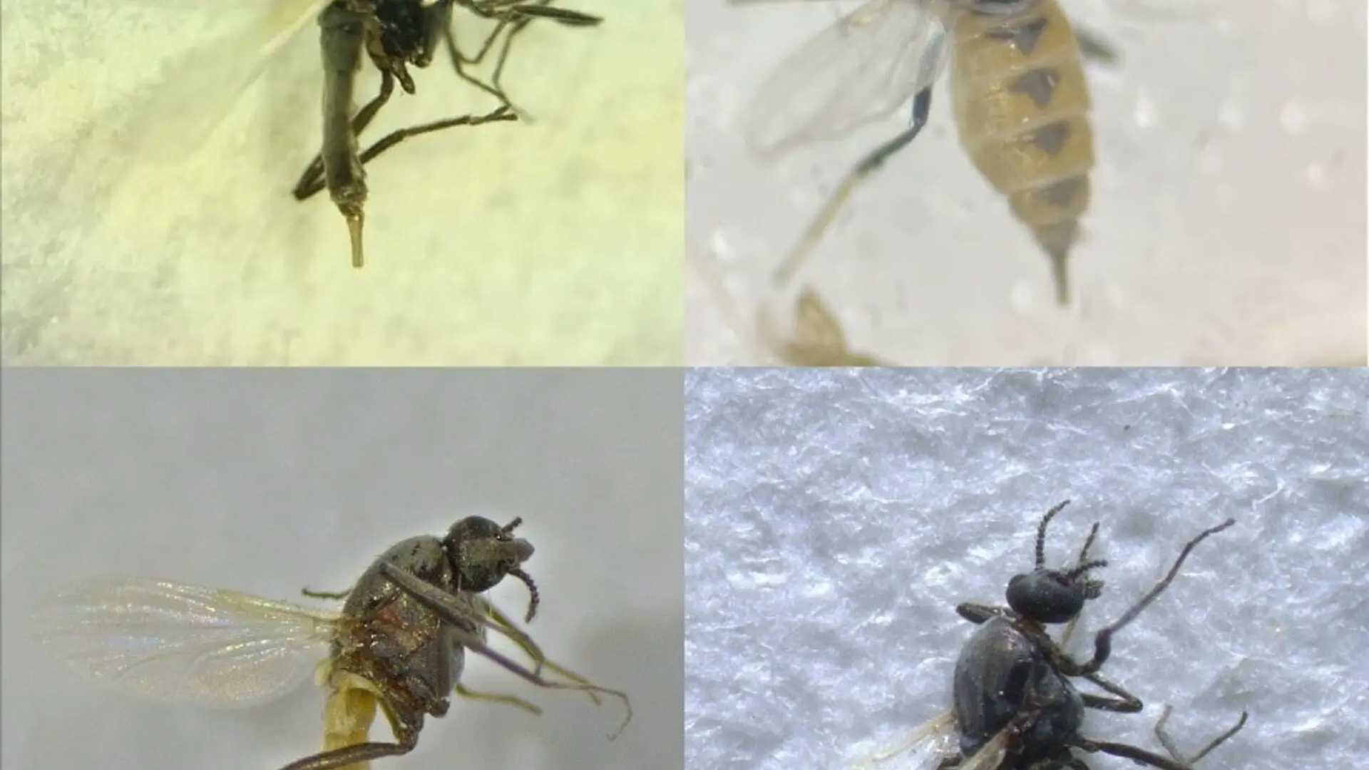 Descubren en Andalucía 4 nuevas especies de moscas que se alimentan de sangre durante la vigilancia del virus del Nilo