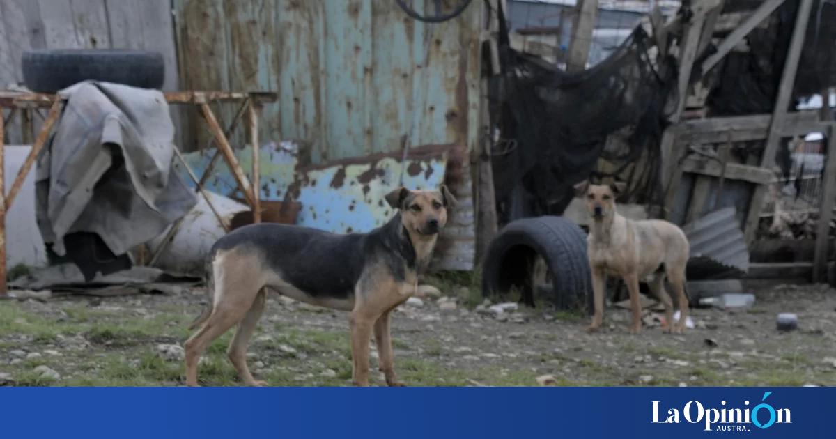 Jauría mató a cinco animales, pasaron dos meses y no hay respuestas