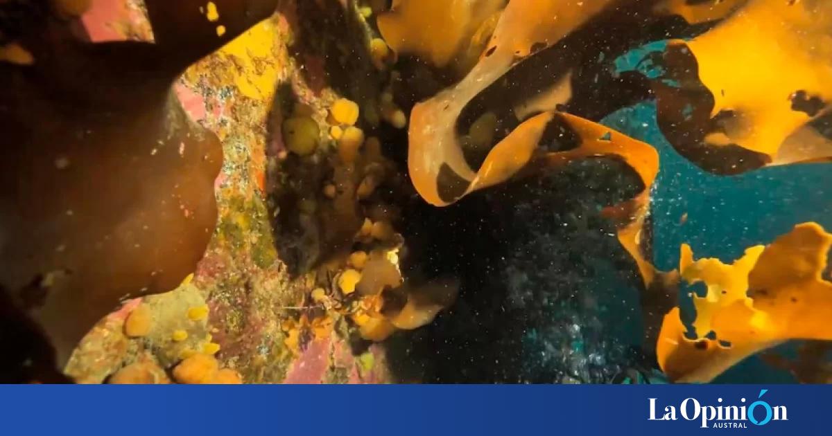 Un hallazgo en la Antártida abre una esperanza en la lucha contra el melanoma