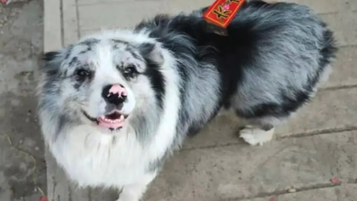 Chutou, el perro influencer, fue secuestrado y servido en un restaurante en China