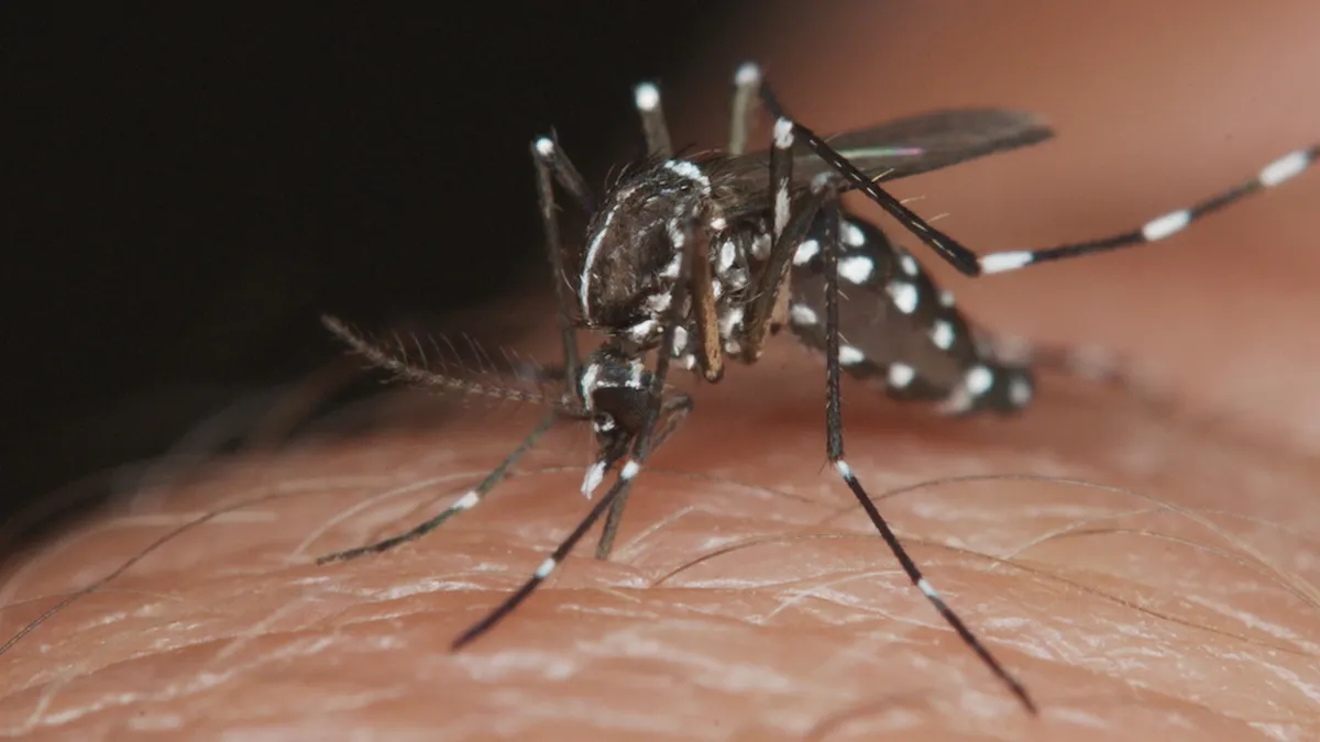 Realizarán controles focales contra el mosquito del dengue en nueve barrios de la Capital