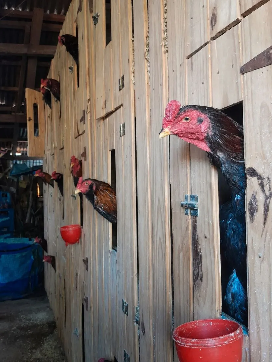 Allanan una vivienda y secuestran 15 gallos de riña en Santo Tomé