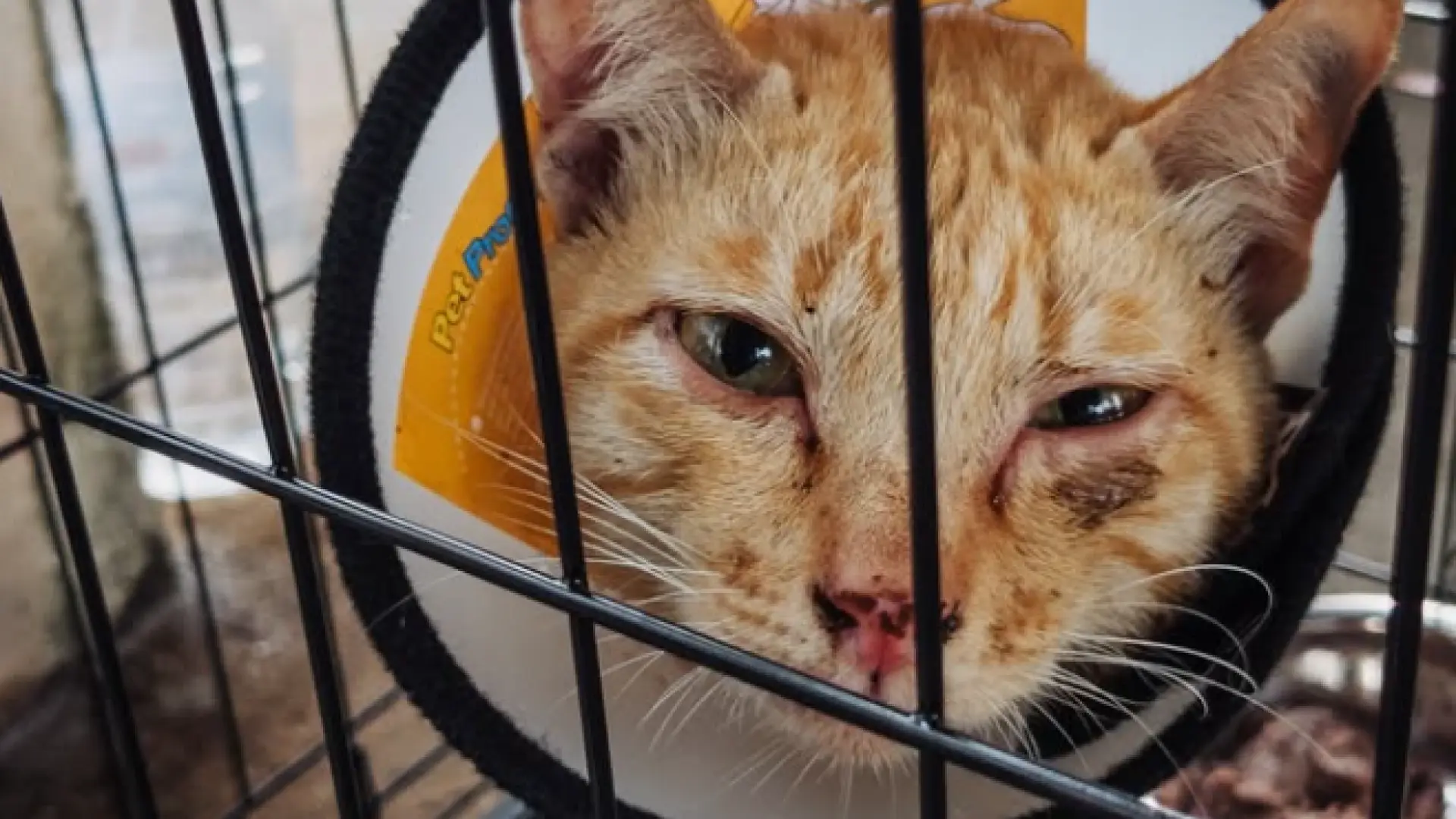 Rescatan a más de 400 gatos robados a familias y destinados al consumo humano tras una redada realizada en Vietnam