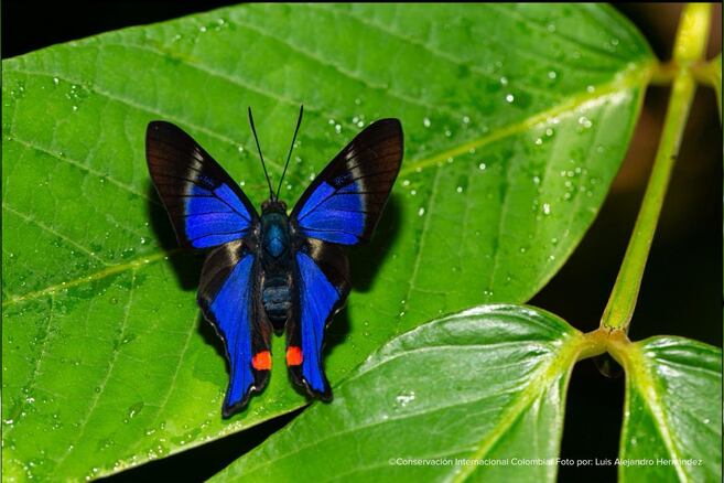 Colombia ganó el "mundial" de las mariposas con más de 2.120 observaciones