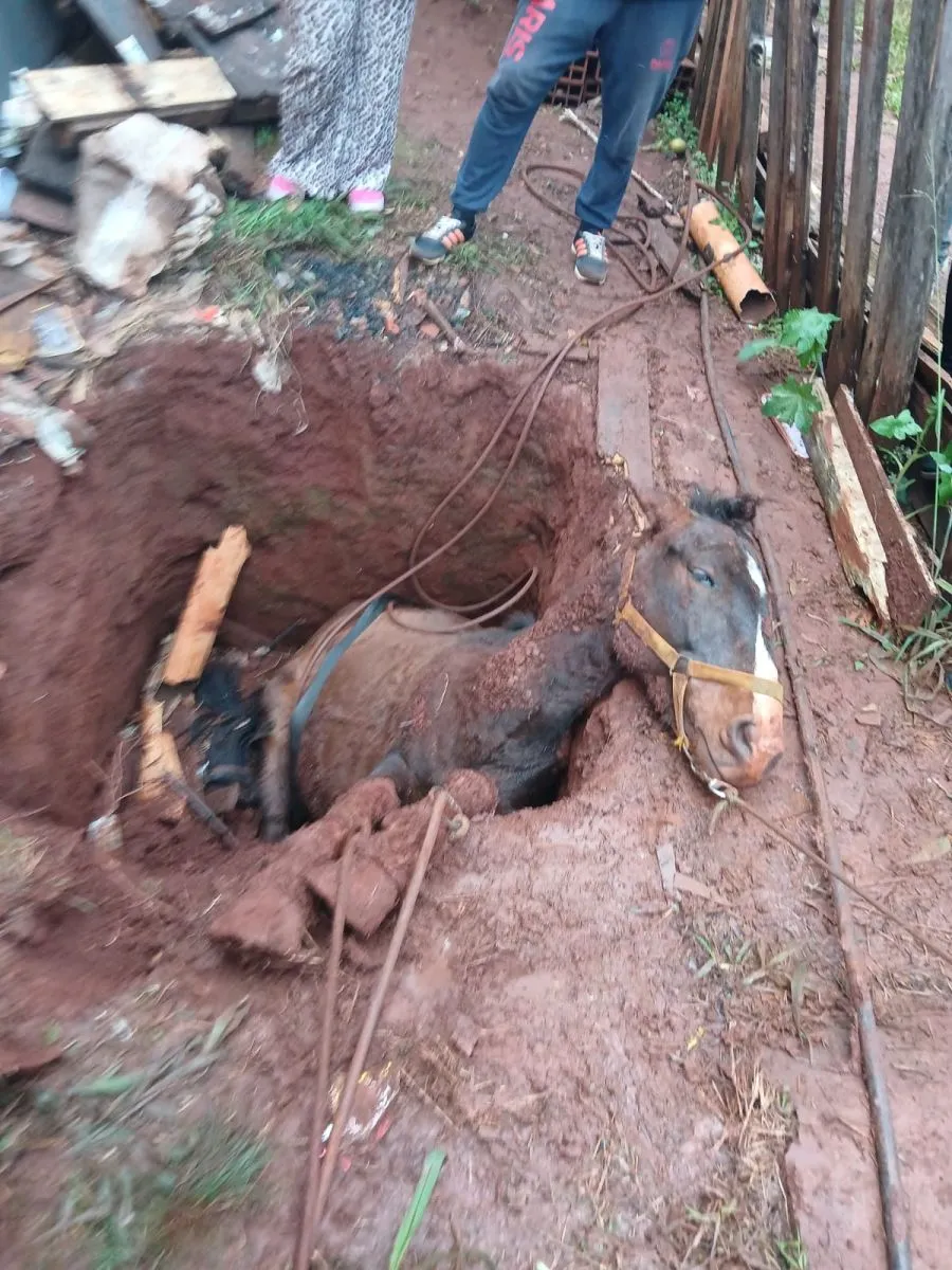 Rescataron a un caballo que cayó en una excavación en Posadas