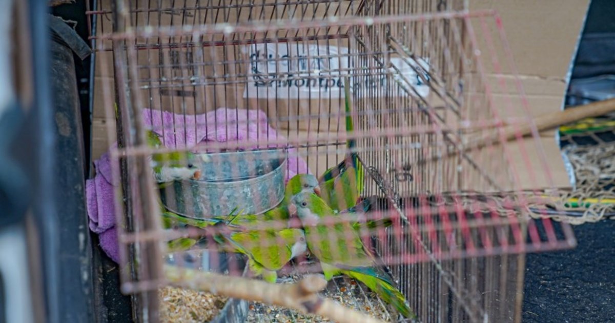 Un pet shop de Corrientes vendía aves de manera ilegal, 11 cotorras fueron rescatadas