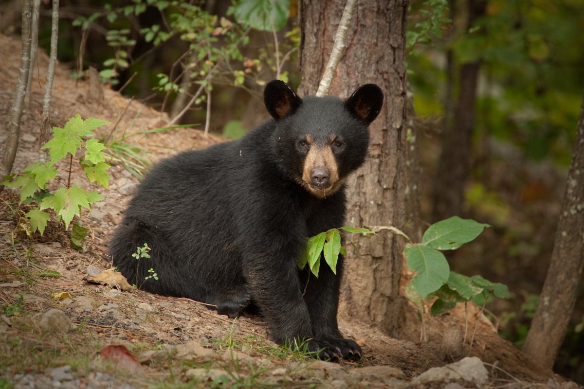 En Coahuila, atropellan y matan a osezno de especie protegida