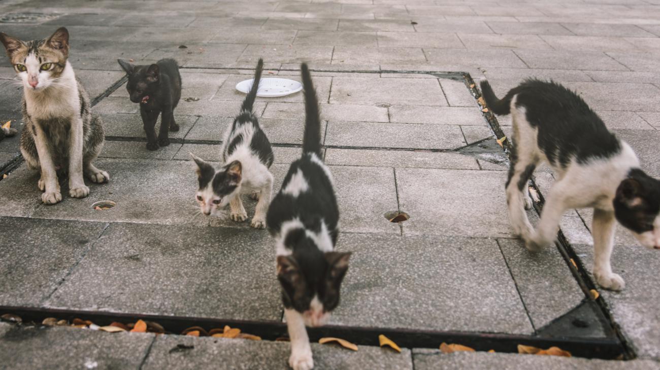 Envenenamiento animal: un problema latente en Guayaquil