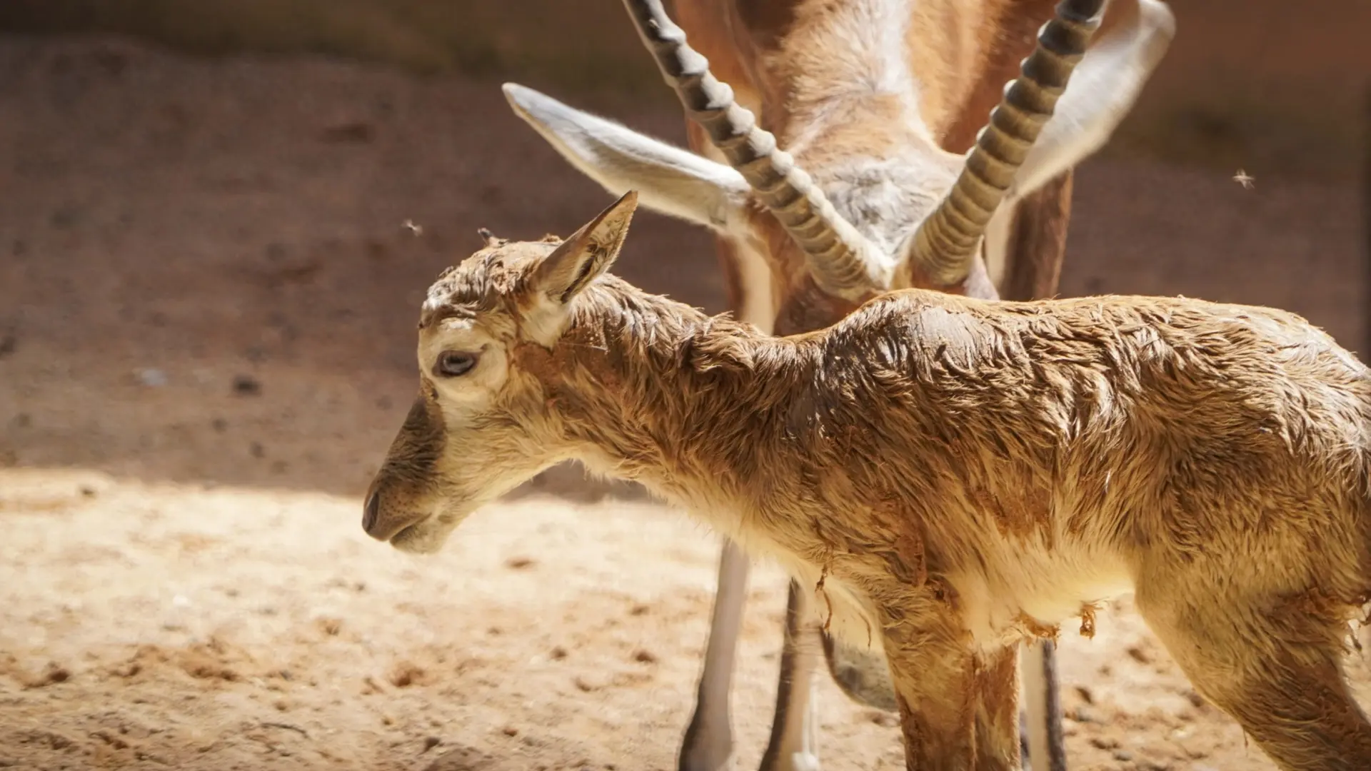 Bienvenido a la sabana valenciana: nace un antílope africano en un parto "en directo" en Bioparc Valencia