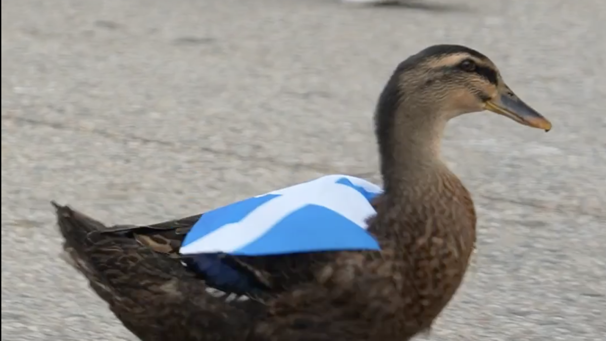 Le sale rival al Pato Merlín: un pato escocés le pelea la fama en el Mundial 2026