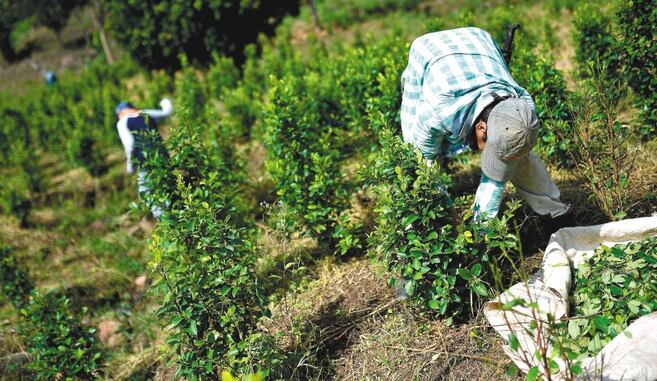 Colombia registró 261.000 hectáreas de coca en 2024, según informe de la ONU y MinJusticia