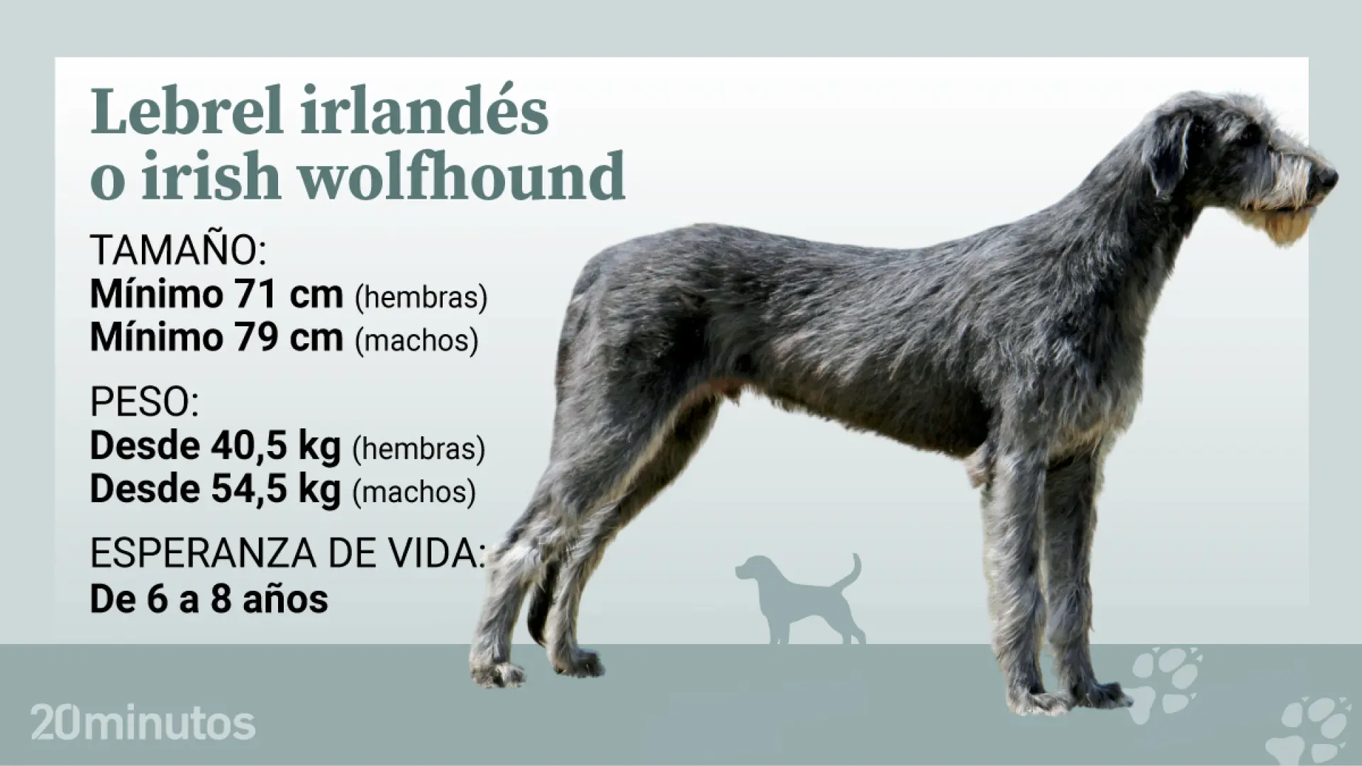 El lebrel irlandés, el perro más alto del mundo y un 'cordero en el hogar, león en la caza'