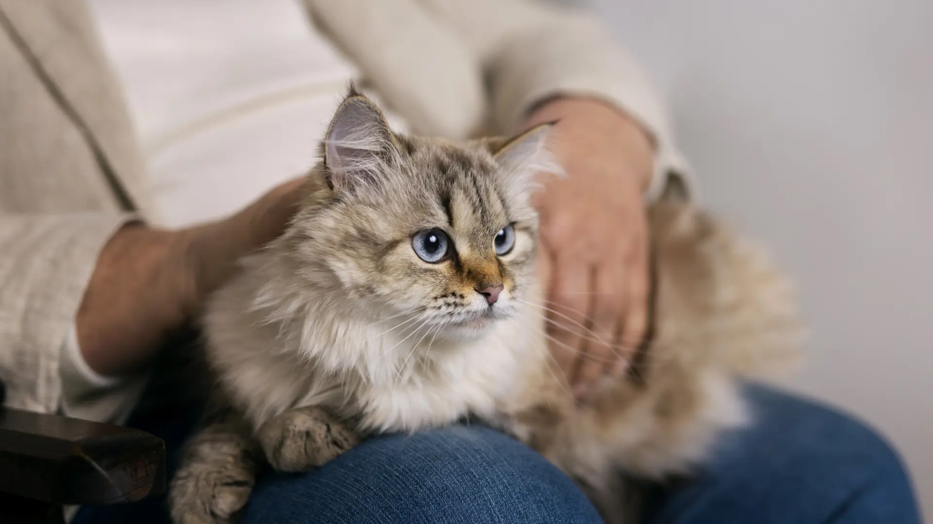 Estudio: los gatos no dependen emocionalmente de sus cuidadores
