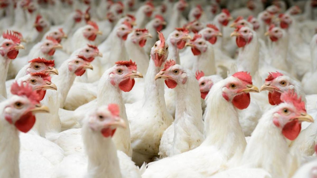 ¿Es cierto que el pollo que comemos lleva hormonas?