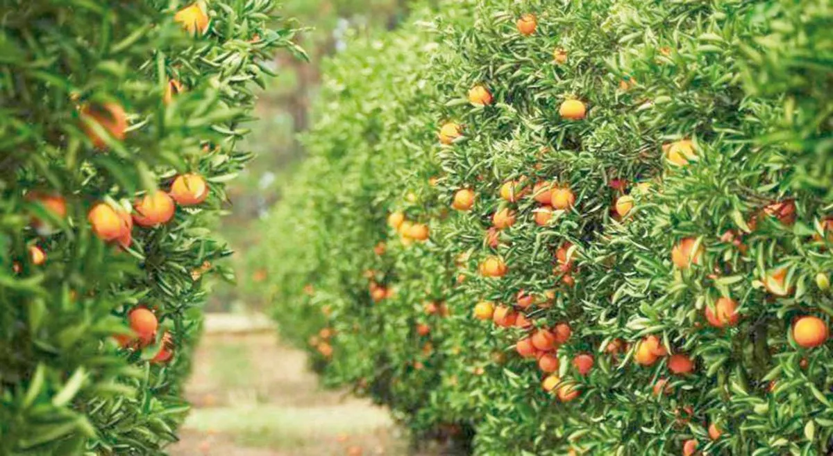 Mandarinas y naranjas quedarán sin venderse en chacras de Entre Ríos