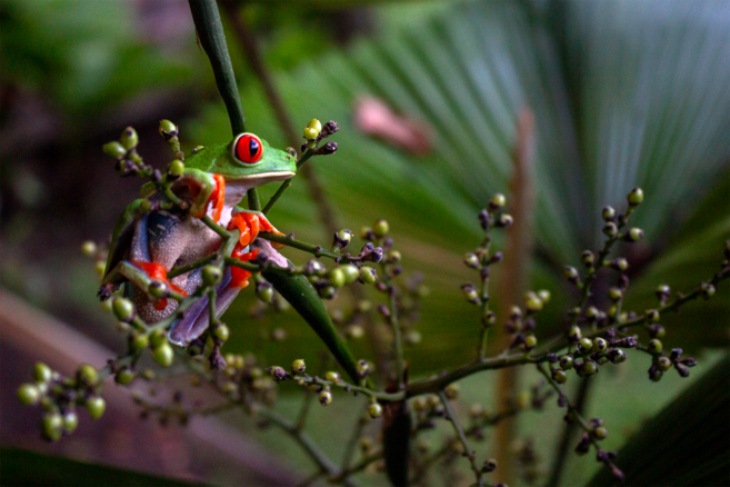 Turismo sostenible: las lecciones de Costa Rica que Colombia busca replicar