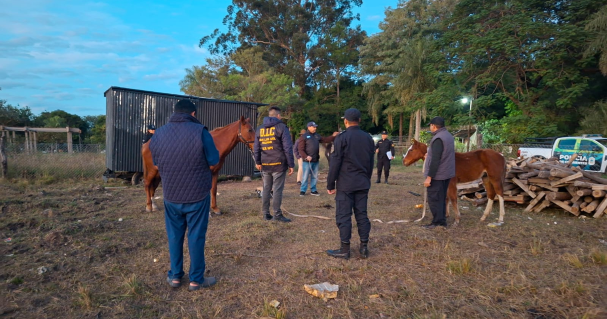 Maltrato animal en Corrientes: rescataron a tres caballos desnutridos tras un allanamiento