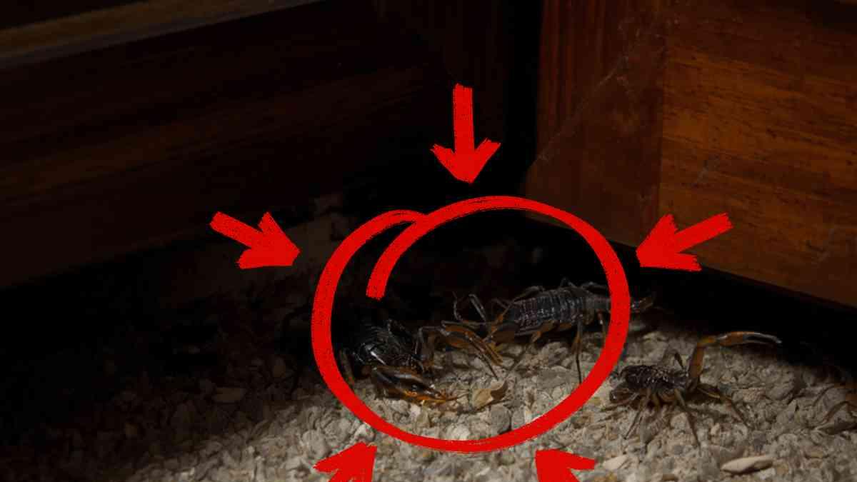 Cómo encontrar nidos de alacranes en casa: guía para localizarlos sin entrar en pánico