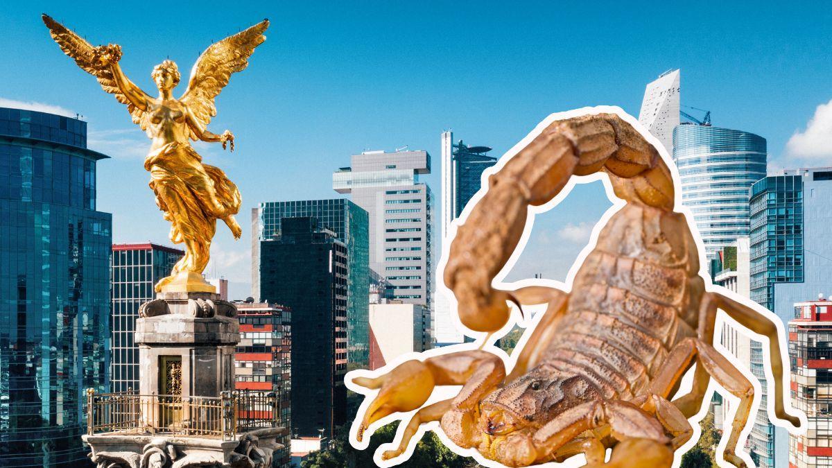 ¿Qué tipos de alacranes hay en la CDMX y cómo identificar a uno peligroso?