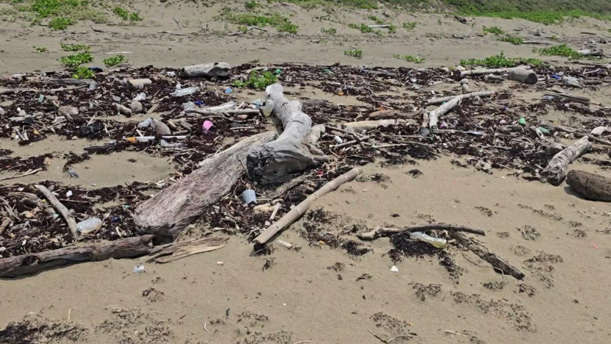 Contaminación de hidrocarburo afecta anidación de tortugas en Catemaco