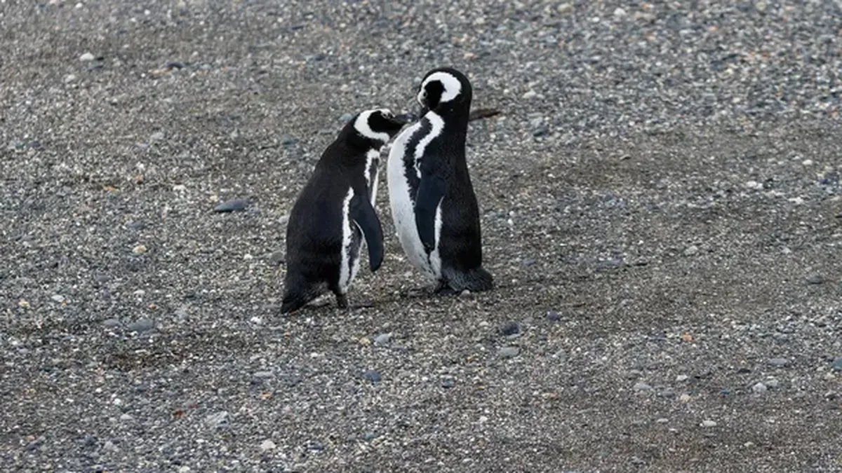 Investigan la muerte de pingüinos en las costas de Chubut y Santa Cruz