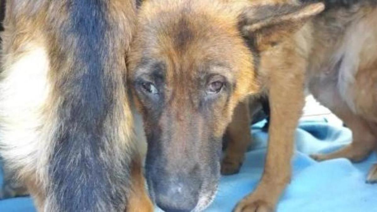 Rescatan a 300 animales de un criadero de Málaga y detienen a dos personas por maltrato animal