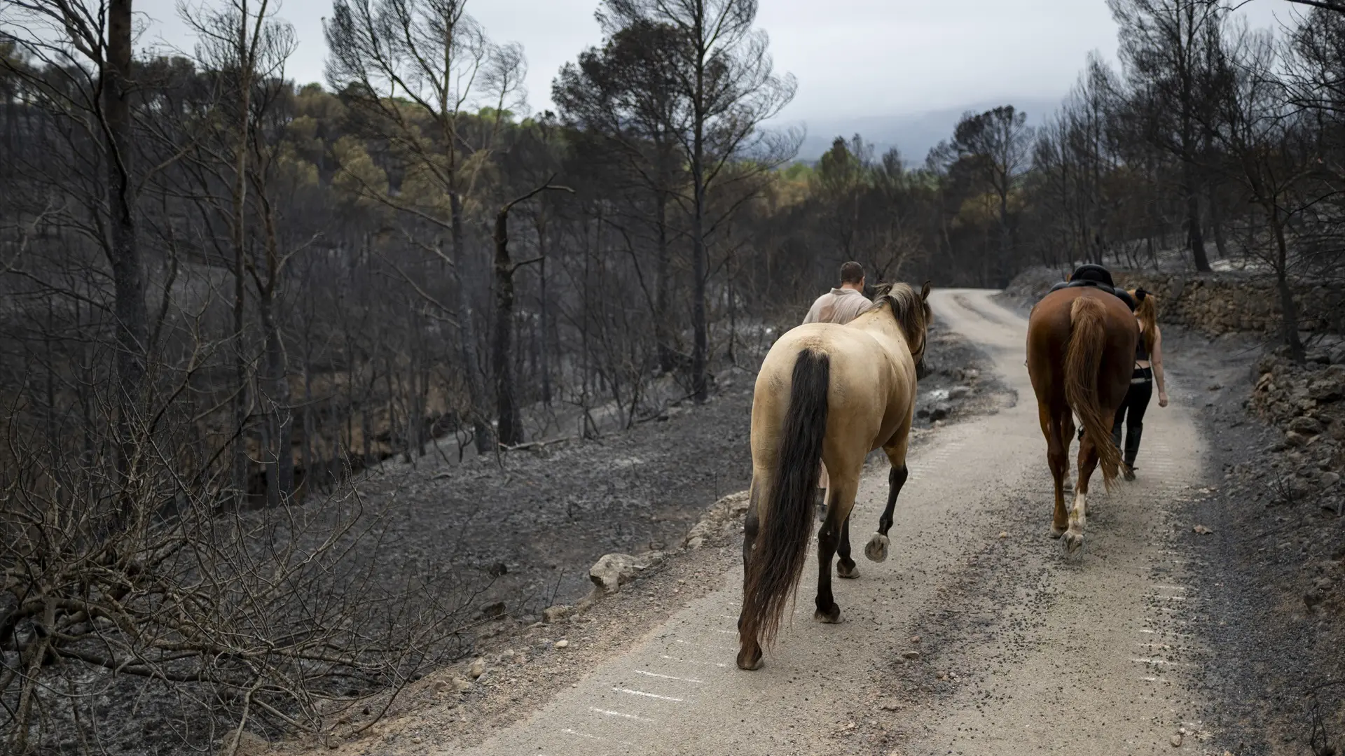 Muere un hombre tras ser golpeado por un caballo cuando cuidaba animales en una hacienda de Sevilla