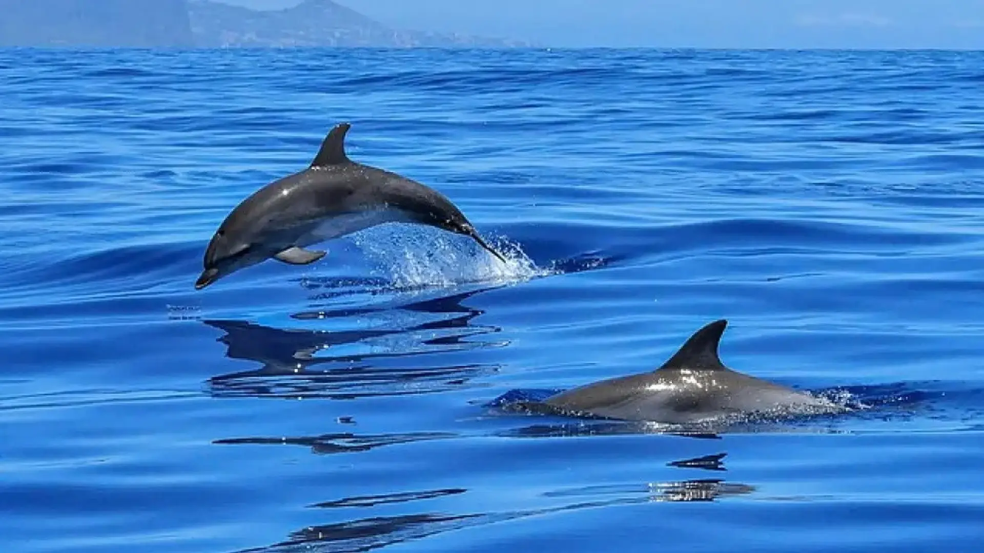 Denuncia en Torrevieja por la persecución de delfines con una moto de agua