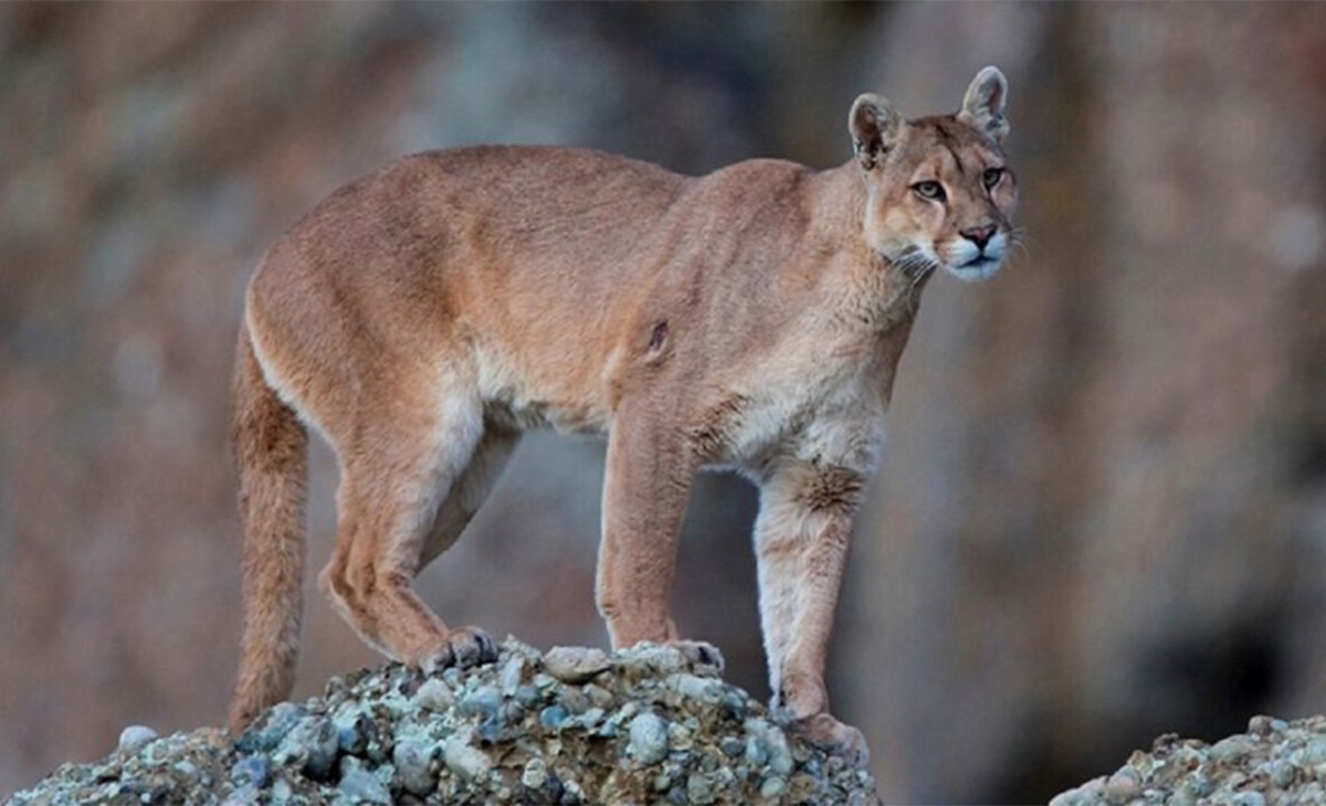 Filmaron a un puma corriendo libremente en un campo