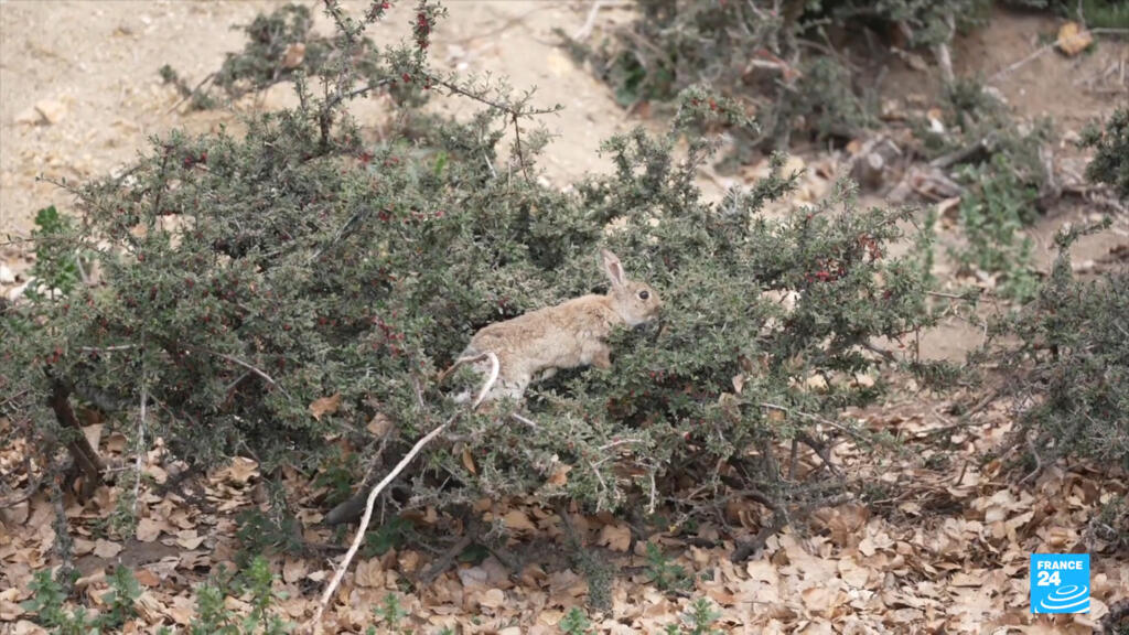 Australie : le fléau des lapins, espèce devenue invasive