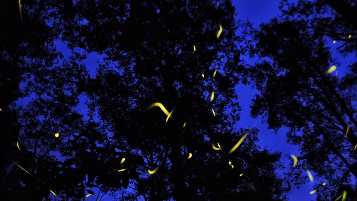 Especialistas descubren nueva especie de luciérnaga en Amecameca