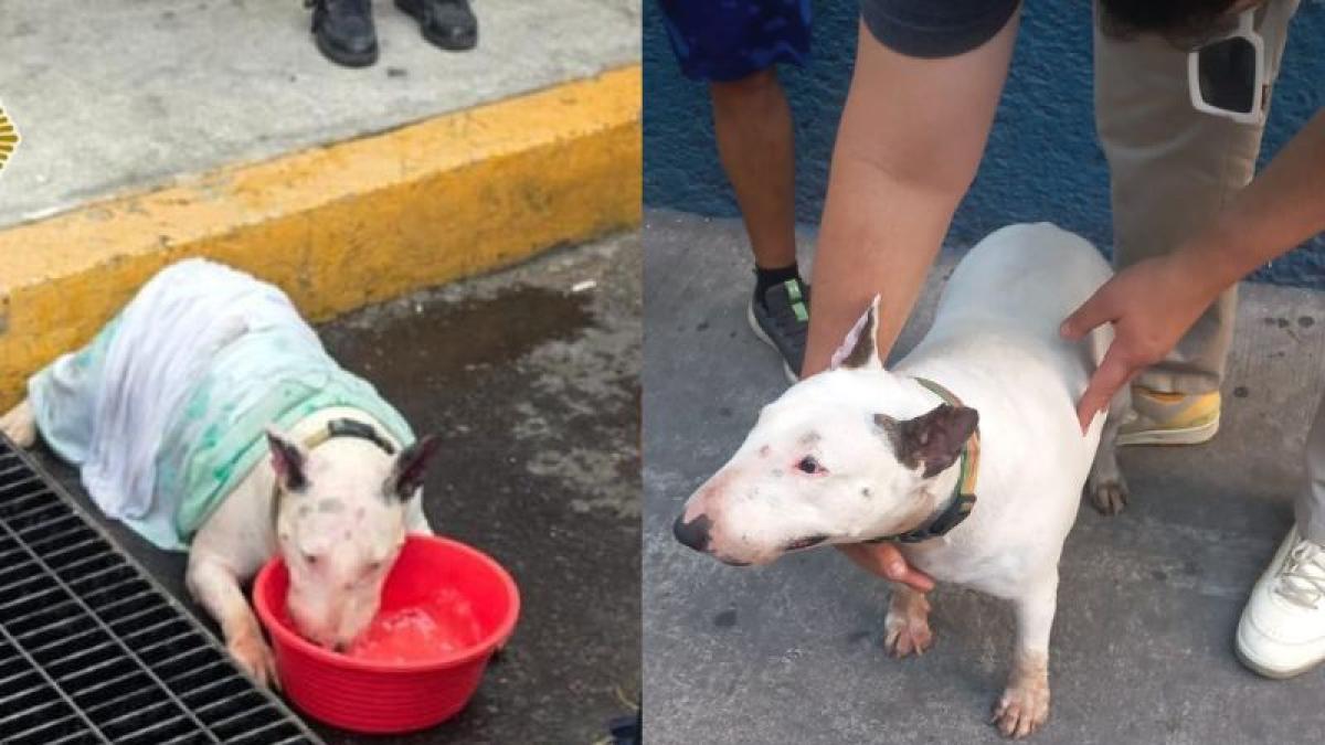 Fallece perrito tras permanecer horas encerrado en camioneta
