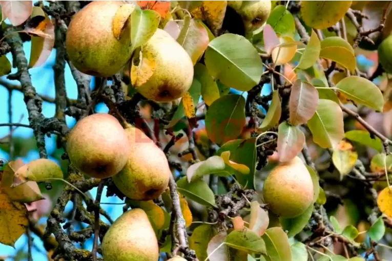 Productores advierten por el ingreso de fruta importada desde Chile y el impacto en el mercado interno