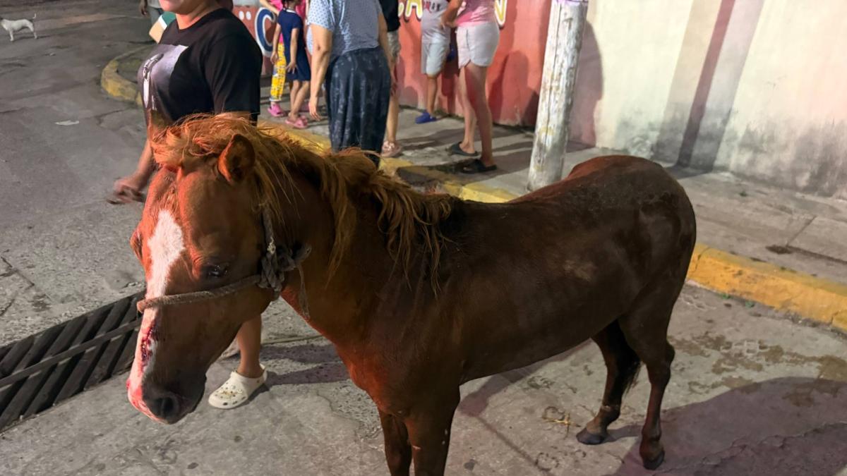Rescatan a un potrillo...¡que cayó en una alcantarilla!