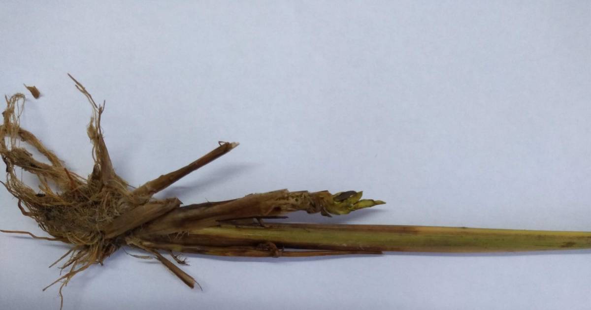 Científicos descubren en Corrientes un virus del arroz nunca antes visto en el país